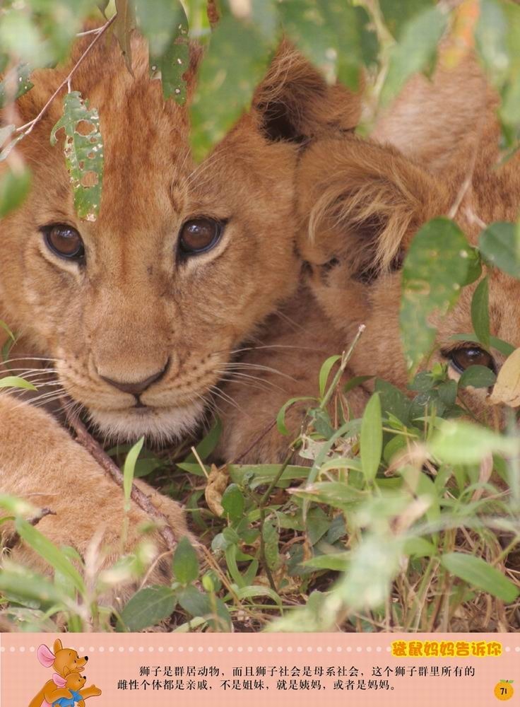 迪士尼小熊维尼·我的第1套百科全书