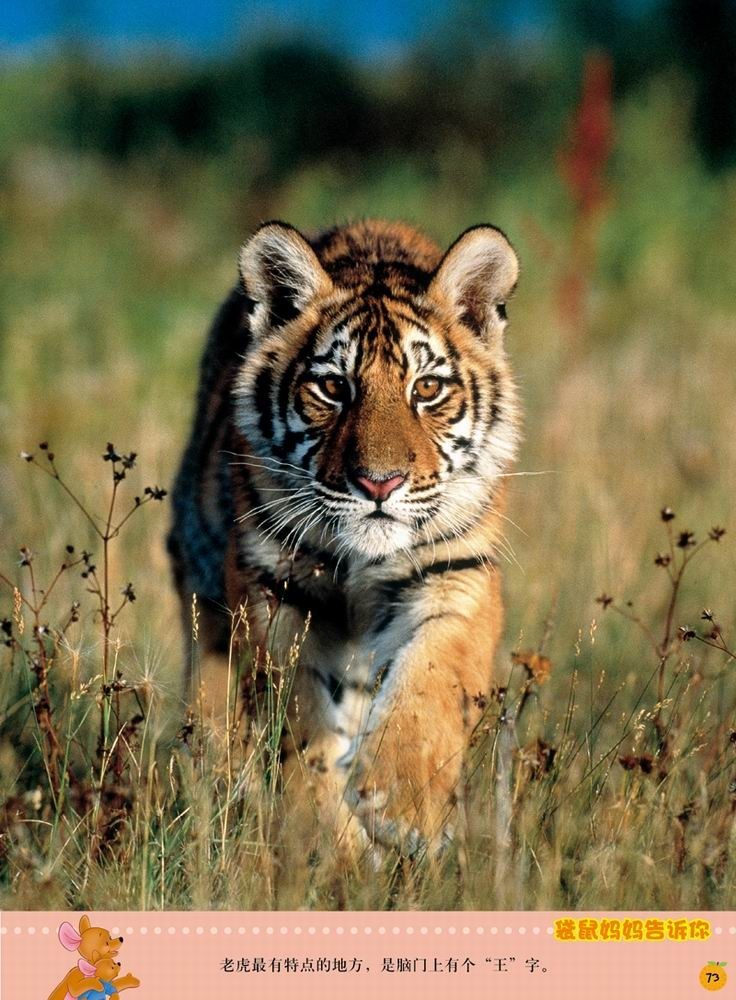 迪士尼小熊维尼·我的第1套百科全书