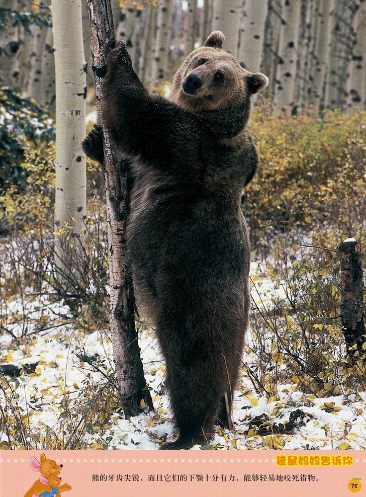 迪士尼小熊维尼·我的第1套百科全书