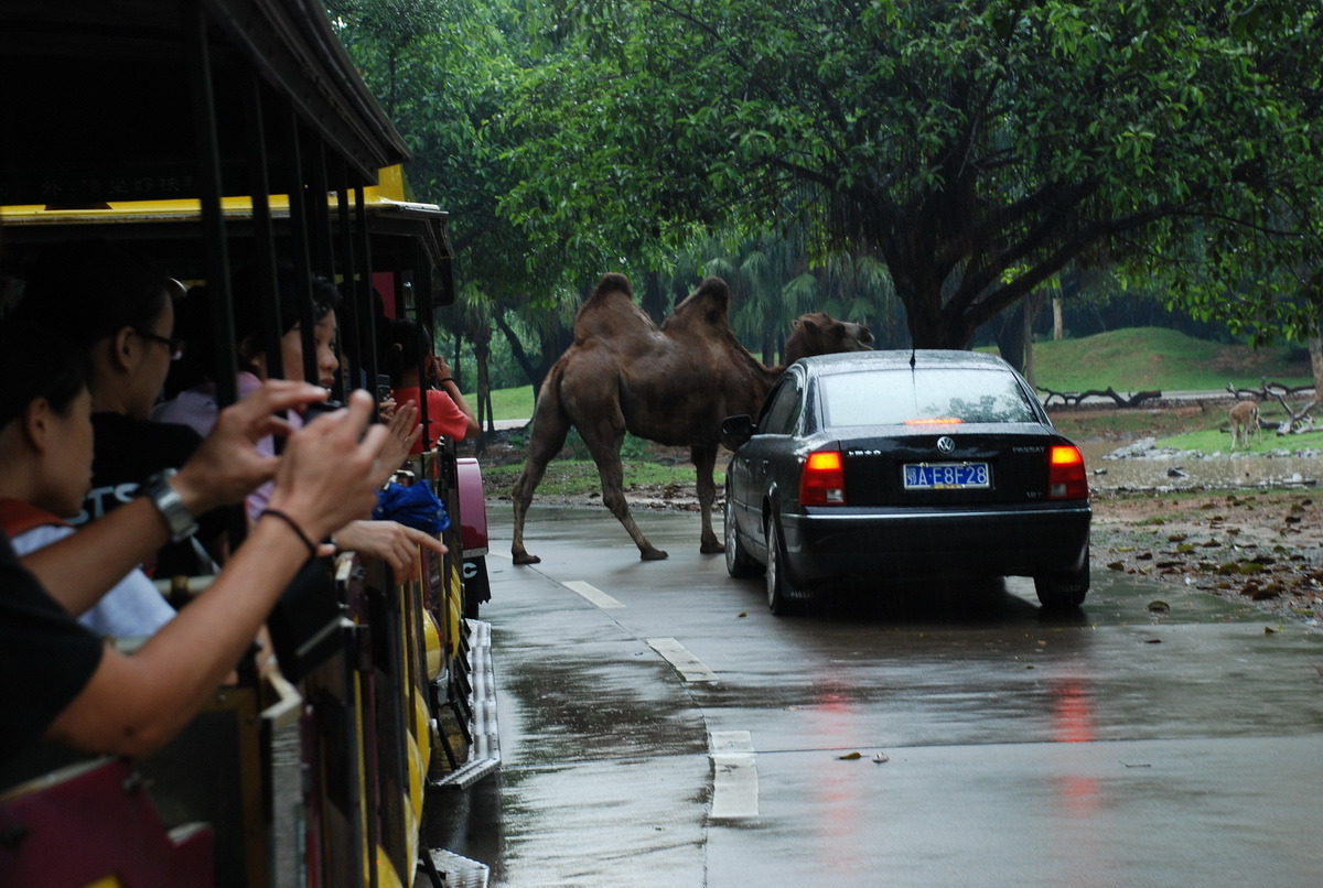 长隆香江野生动物园——麻豆与野生动物零距离(组图)