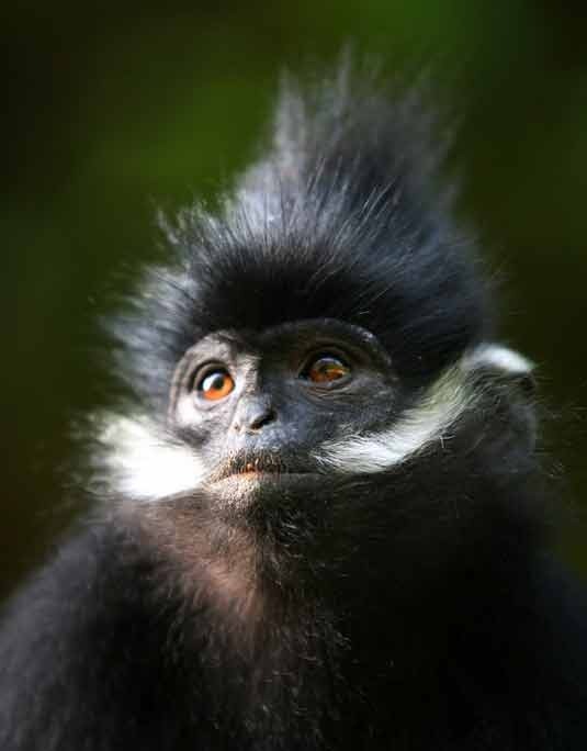 沿河县麻阳河黑叶猴1 曹经建
