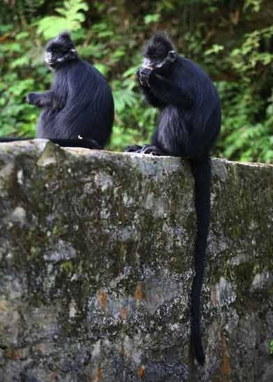 沿河县麻阳河黑叶猴2 曹经建