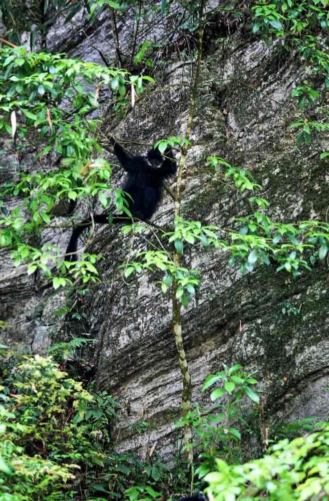 沿河县麻阳河黑叶猴5 曹经建