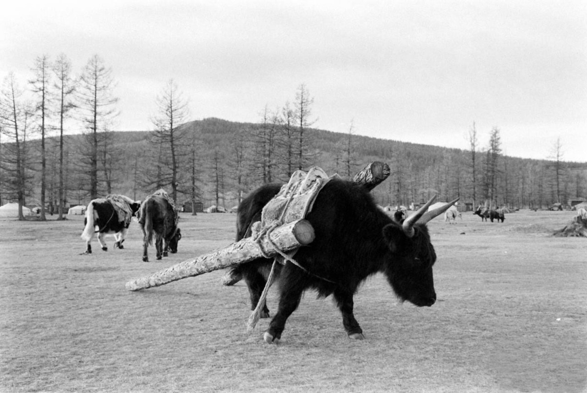 蒙古 人口结构_蒙古元素图片