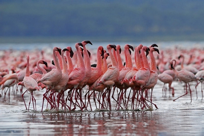 未知生物大百科里有什么五星的怪物