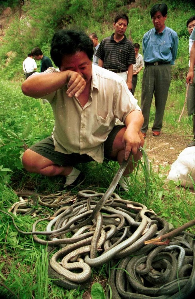 17日,陕西省野生动物管理站将刚刚查获的2000多条被非法贩卖的乌梢蛇