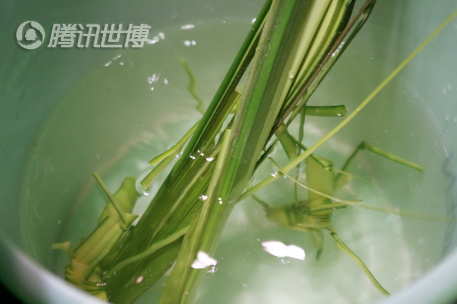 编蚱蜢用的草非常新鲜,泡在水里以防变干