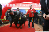 高清:价值300万藏獒 30辆豪车列队迎接 (10图)