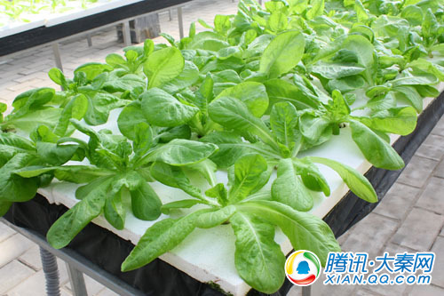 农业潘多拉 小编带你农高会猎奇之无土栽培馆