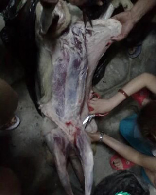 网曝无知男女活剥小狗玩自拍