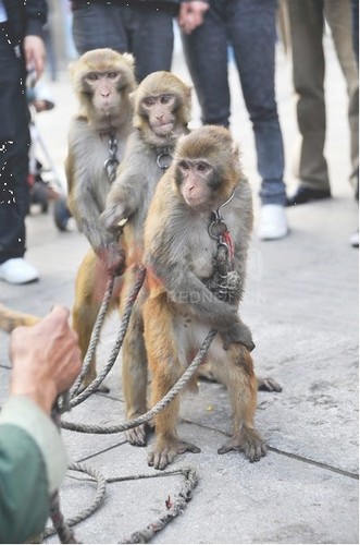 男子街头耍猴引市民围观