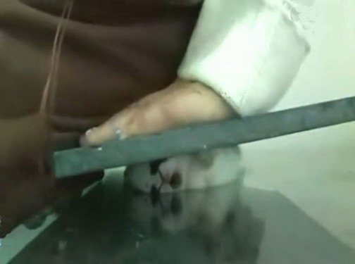 大秦新闻 社会新闻 正文 资料图:女子隔着玻璃坐死小兔子的"虐兔视频"