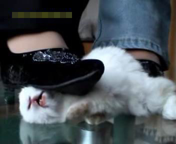 女子公布将小兔坐死视频引发网友愤怒(组图)