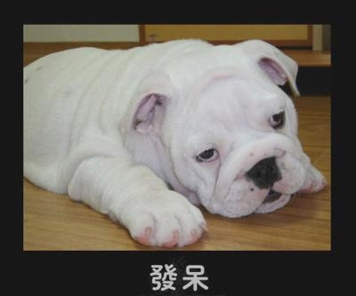 表情:可爱猫狗的a表情组图秀喜欢你表情图片图片