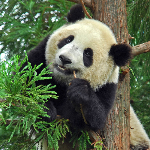 工作人员扮熊猫对野生熊猫体检 萌翻众网友
