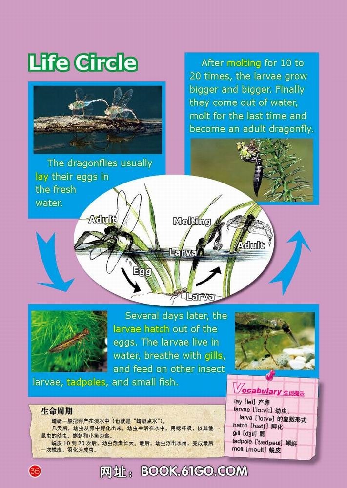 天天爱英语(3-6年级)·英语中的序数词