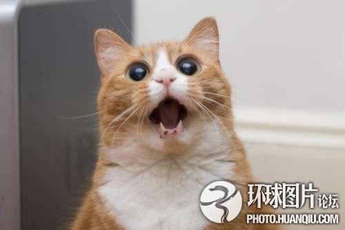 极致:猫的组图表情我表情包把了撩你图片
