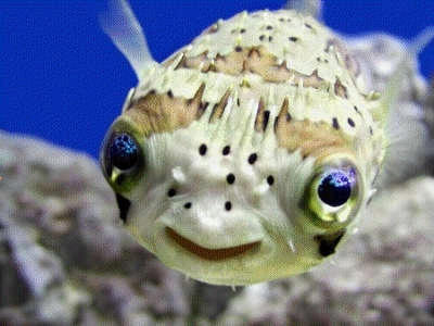 1473674_550x550_0.jpg