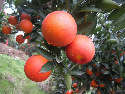 万州玫瑰香橙园:美女亲手喂游客吃血橙