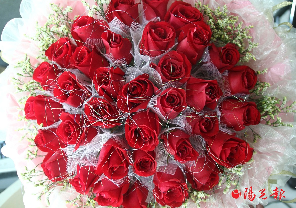 情人节的玫瑰花高清图片下载-正版图片500790916-摄图网