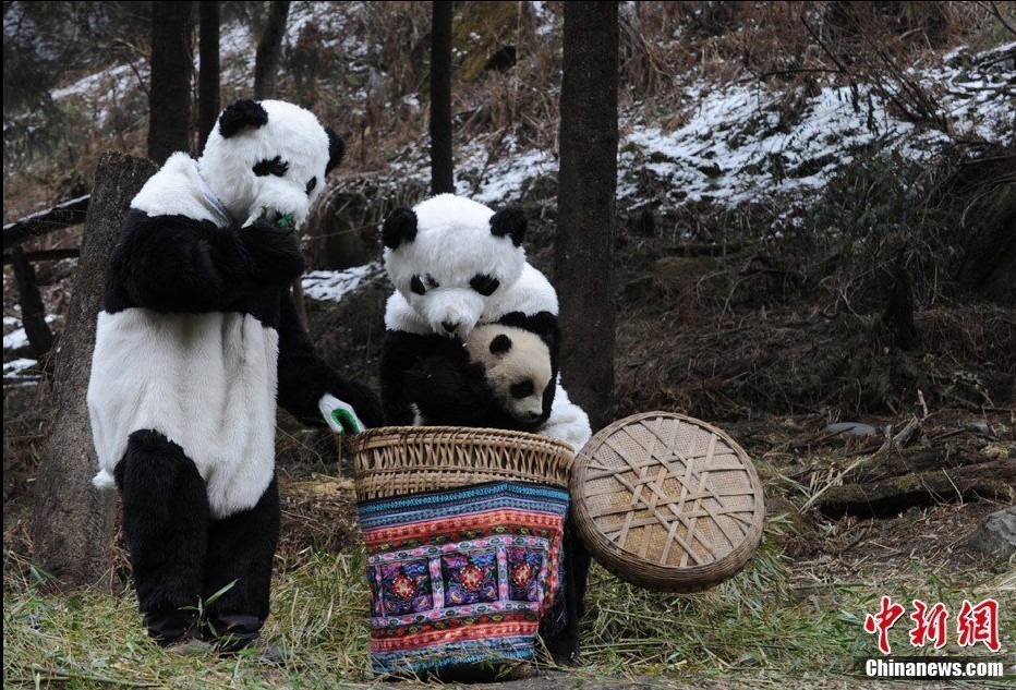 高清:卧龙大熊猫要 转圈 工作人员扮熊猫_国内