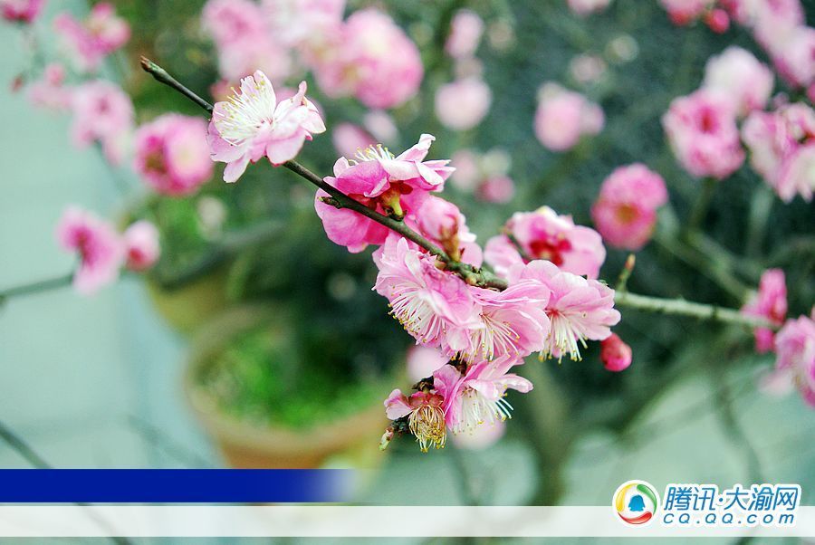 高清:南山植物园早樱开了 日本晚樱月底绽放_