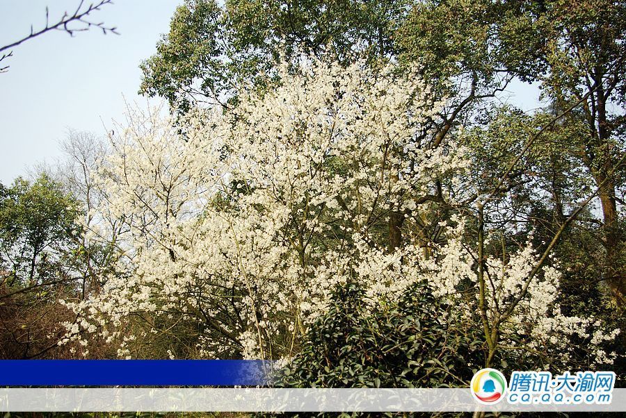 高清:南山植物园早樱开了 日本晚樱月底绽放_