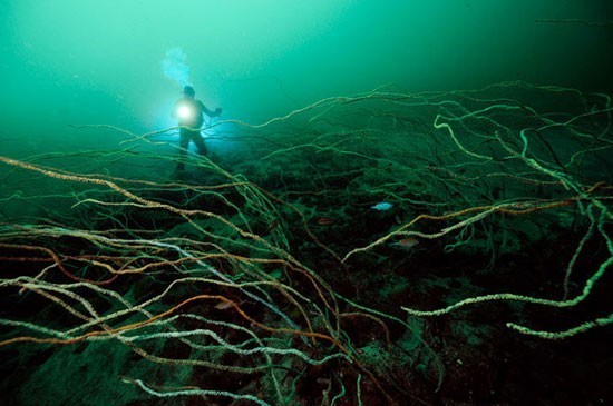 日本外海水底生物神秘被囊动物至今无名