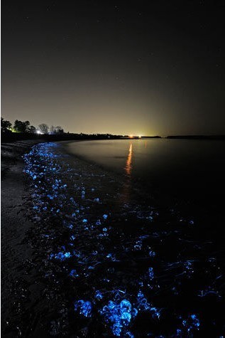 富山湾火山岩海滩的夜晚电光闪烁,这些亮光来自雌性萤火鱿鱼