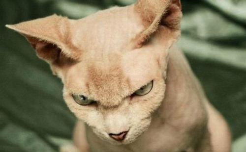 生气动物表情包分享展示