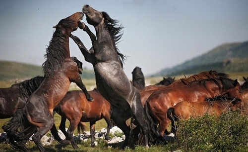 组图:野生牡马为争夺交配权展开对决
