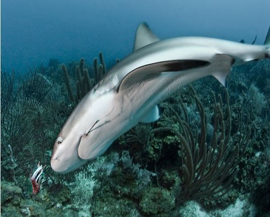 潜水者训鲨鱼捕食狮子鱼 助保护生态平衡