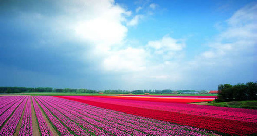 组图:走进最美丽的春天 缤纷的荷兰郁金香花海
