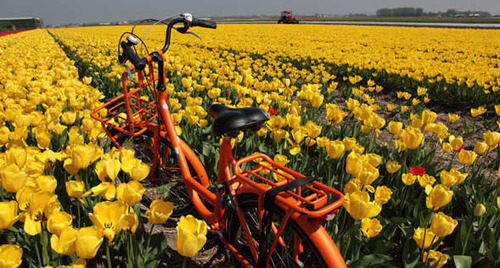 组图:走进最美丽的春天 缤纷的荷兰郁金香花海_腾讯儿童_腾讯网