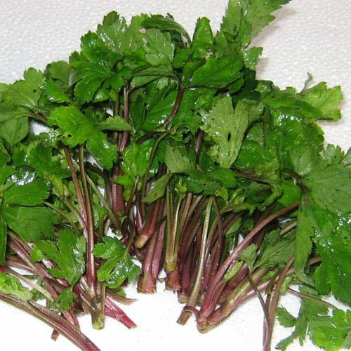 春识野菜+15种野菜图味记