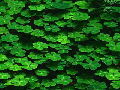 春识野菜+15种野菜图味记