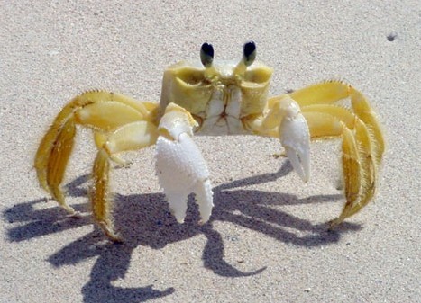 十种奇特黄颜色动物 招潮蟹好似会动柠檬