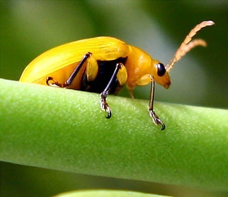黄色昆虫:昆虫与所栖息的植物融为一体