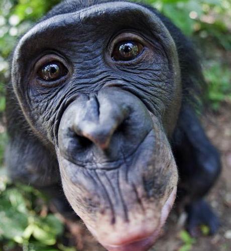 探访稀有的倭黑猩猩