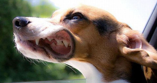 最萌的狗_世界上最可爱的狗排名,世界十大最萌的狗排行榜 图片 探秘志