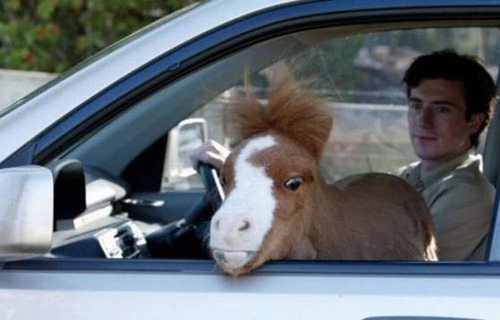 组图:世界最小的马 超萌像毛绒玩具