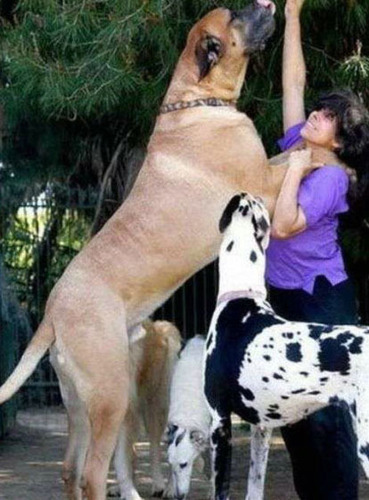 组图:探秘各国的犬王 大型凶悍猛犬一览