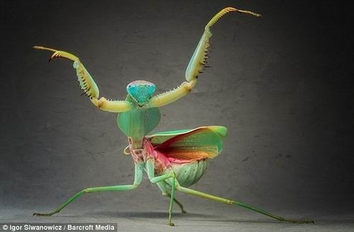 摄影师近距离呈现螳螂 外形奇特犹如外星人