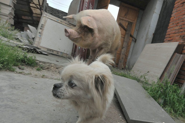 汶川大地震抗震中的动物猪坚强的养伤休假生活