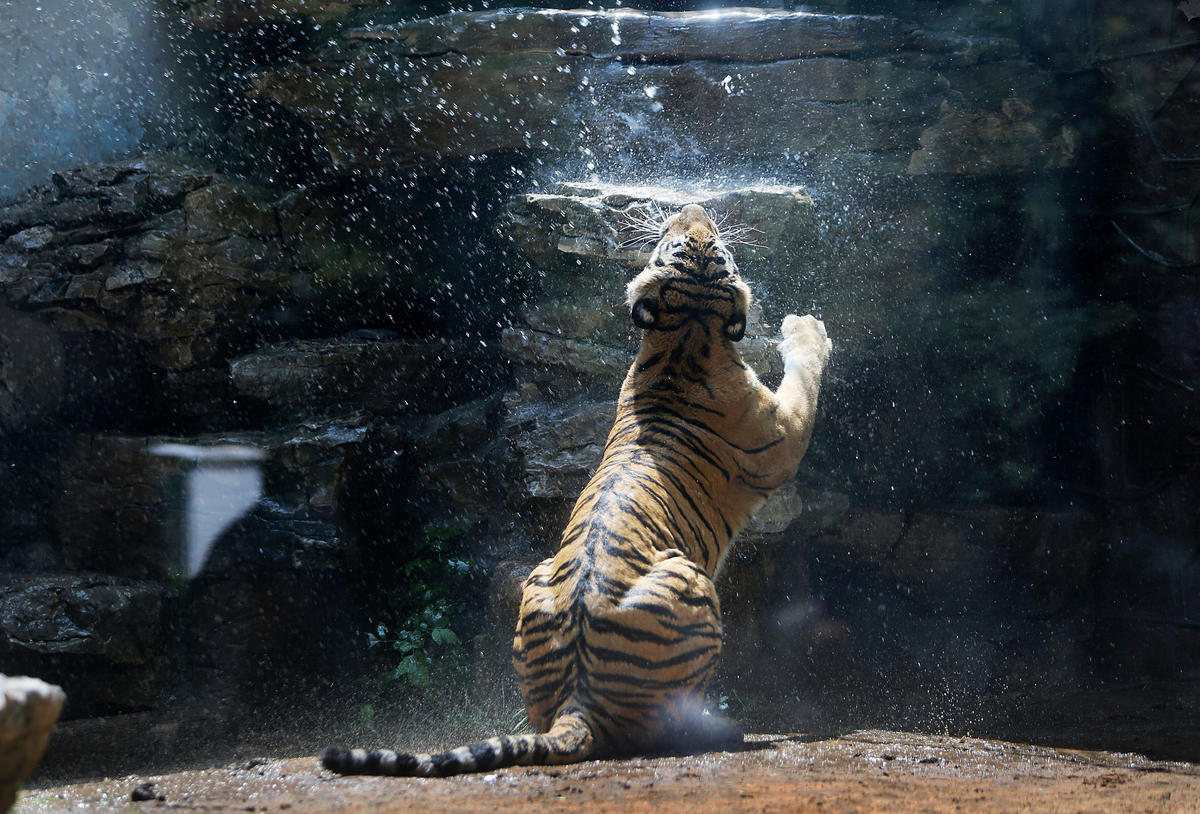 组图:济南遭遇酷暑高温:老虎吃冰 羊驼剪毛降温&nbsp