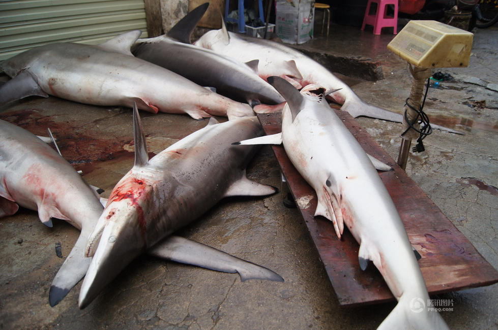 在三亚,远海作业渔船时有捕获小鲨鱼,但大鲨鱼却不多.