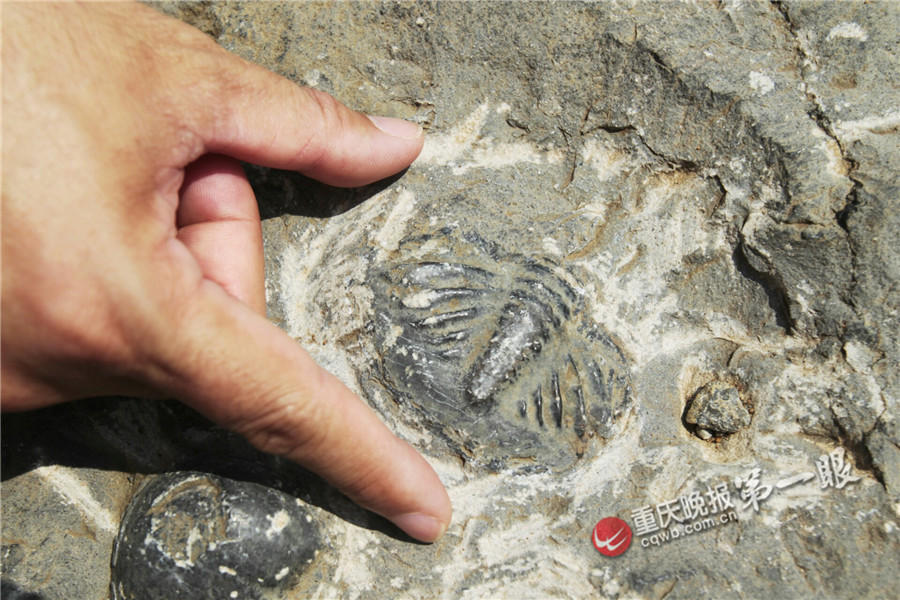 1/11 近日,一张出自重庆彭水县古生物化石照片现身网络,引起人们关注