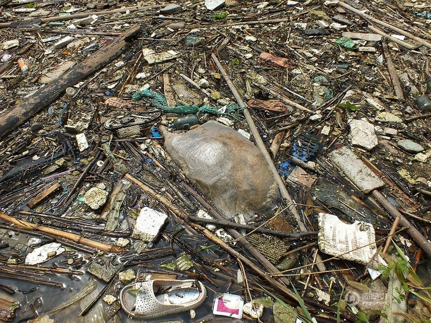 长江三峡水库部分水湾漂浮垃圾聚集