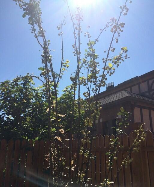 组图:姚晨秀儿子晒太阳照 小土豆大长腿超惹眼