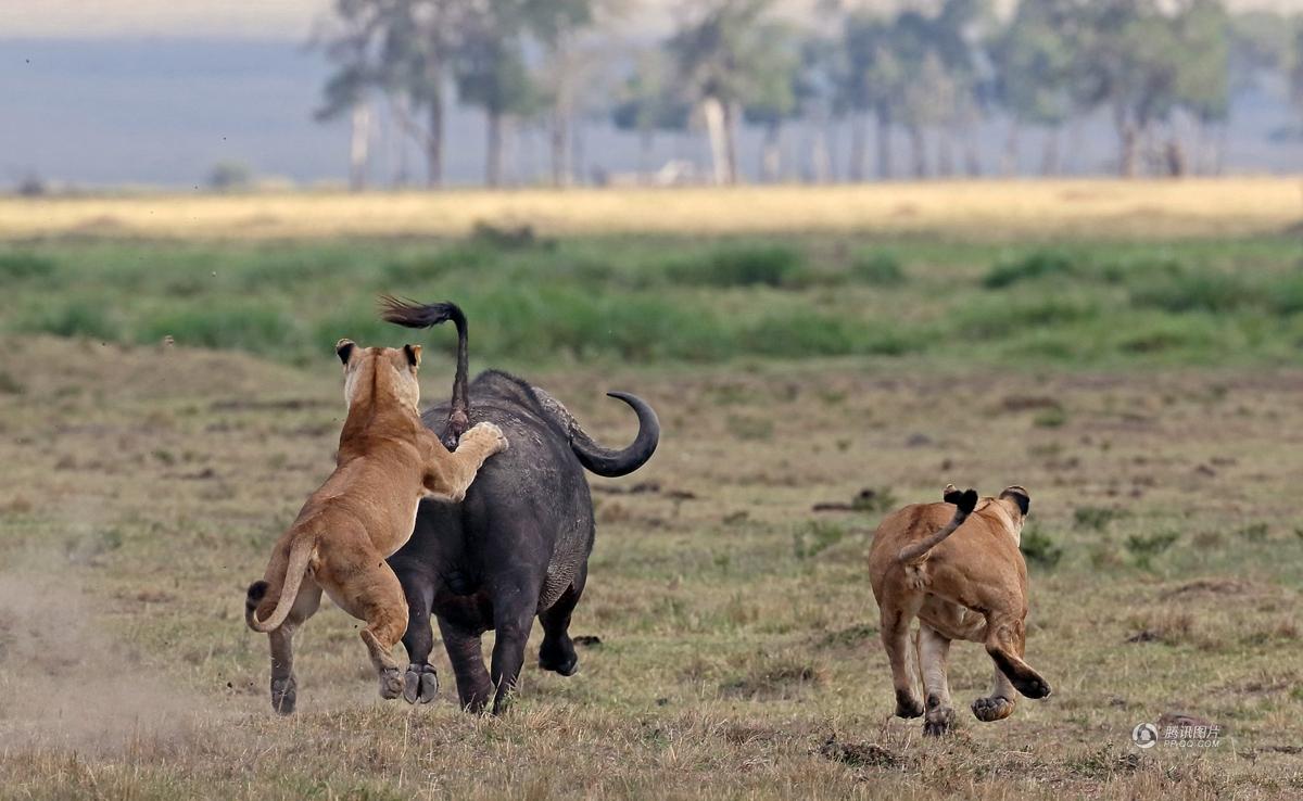 组图:肯尼亚三头猛狮埋伏水牛 上演殊死搏斗 - AcFun弹幕视频网 - 中国宅文化基地